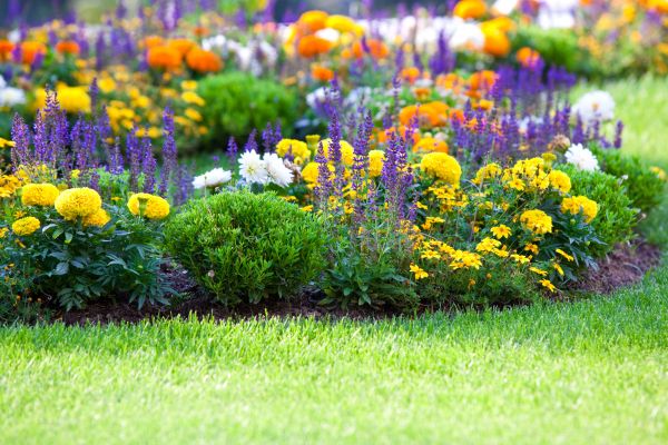 Flower Bed Maintenance in Los Gatos