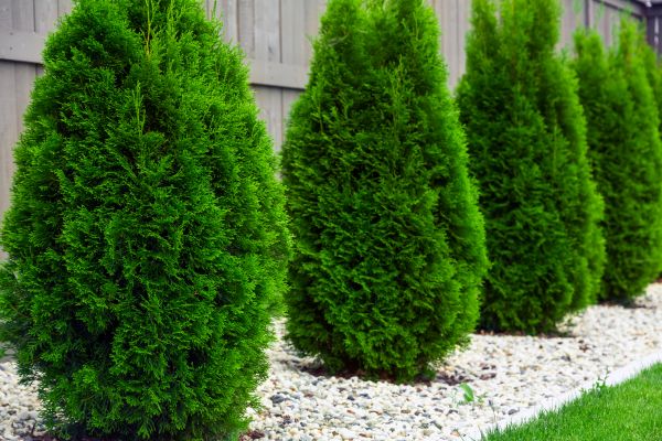Arborvitae Planting in Los Gatos