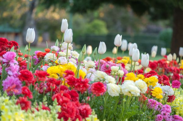Gardening Service in Los Gatos