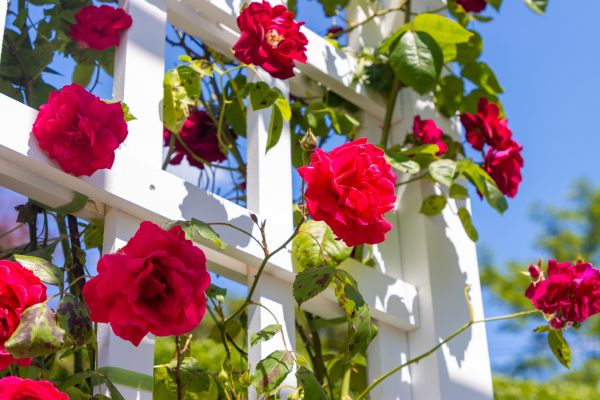 Home Gardening Service in Los Gatos