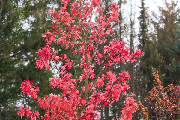 Japanese Maple Planting in Los Gatos