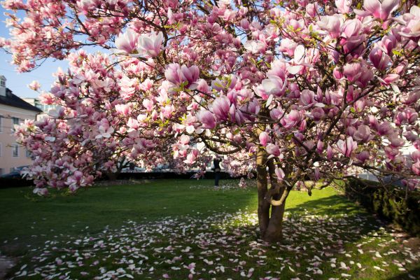 Magnolia Tree Planting in Los Gatos
