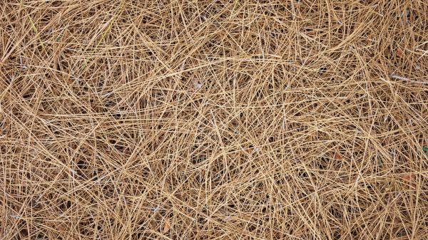 Pine Needles Delivery in Los Gatos