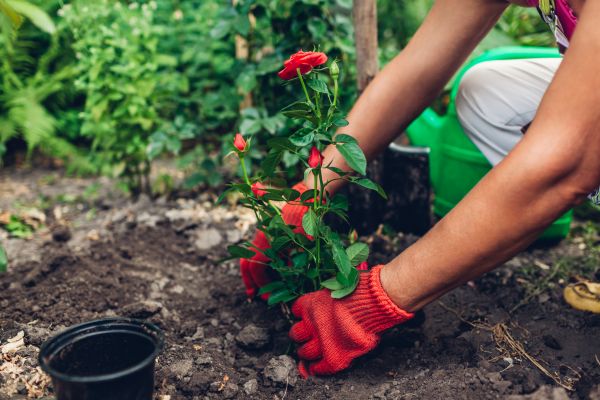 Planting Service in Los Gatos