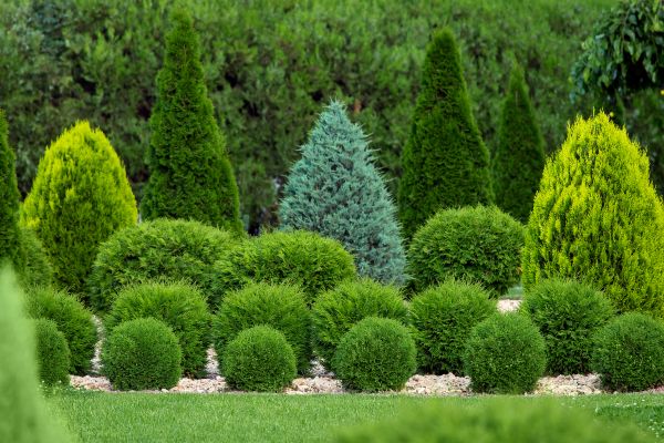 Shrub Replacement in Los Gatos