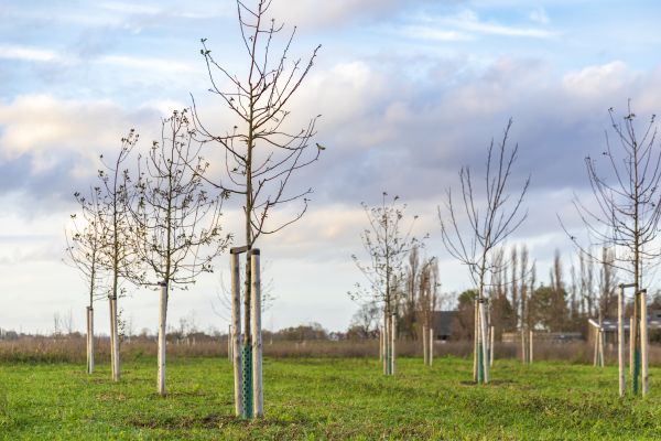 Tree Installation Service in Los Gatos