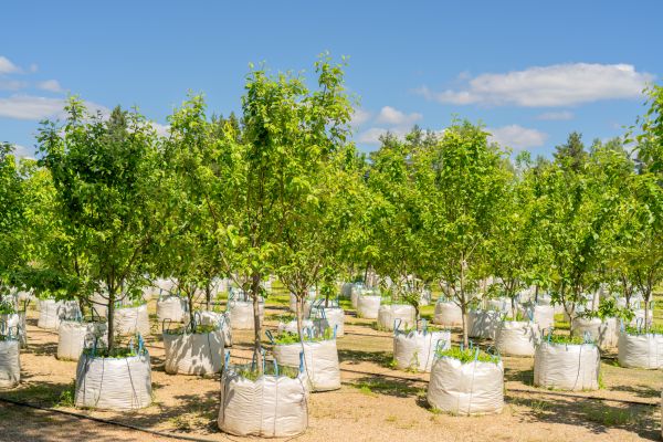 Tree Planting Service in Los Gatos