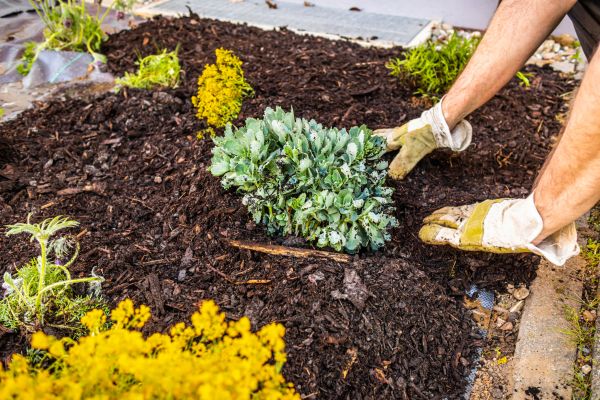 Weeding And Mulching in Los Gatos