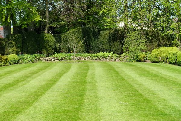 Lawn Renovation in Los Gatos