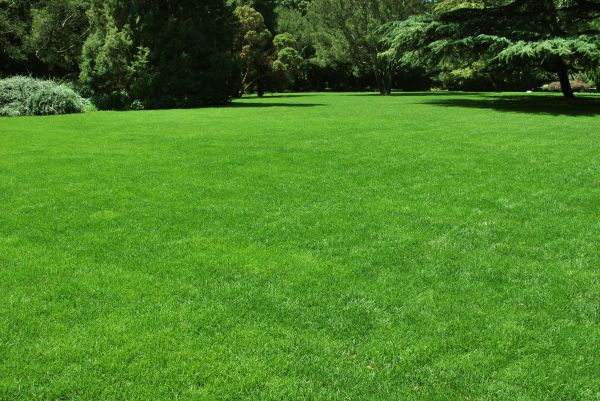 Lawn Landscaping in Los Gatos
