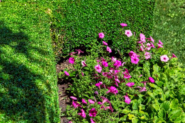 Softscaping Service in Los Gatos
