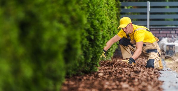 Cypress Mulch Installation in Los Gatos