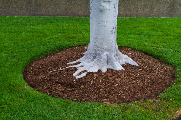 Brown Mulch Installation in Los Gatos