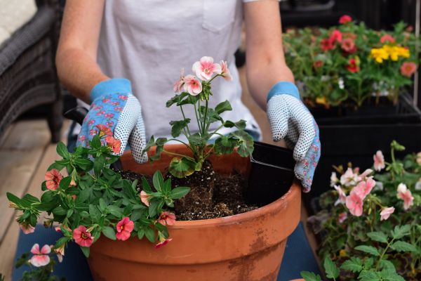Plant Care Service in Los Gatos