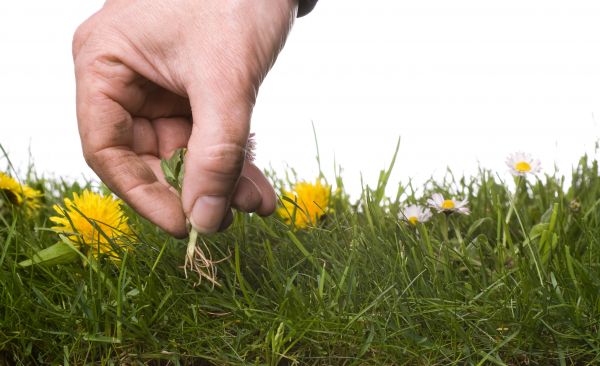 Lawn Weeding in Los Gatos