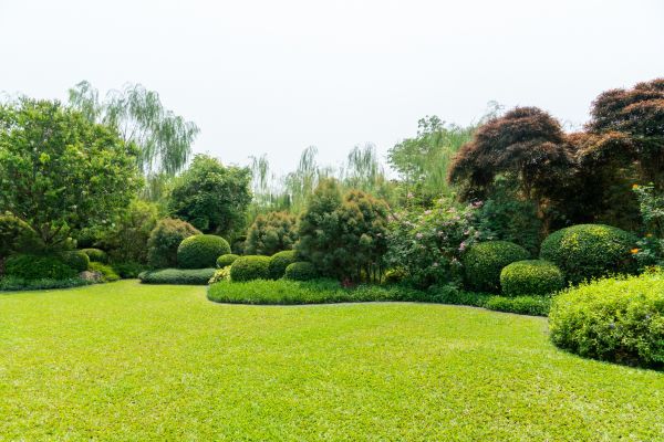 Tree Landscaping in Los Gatos