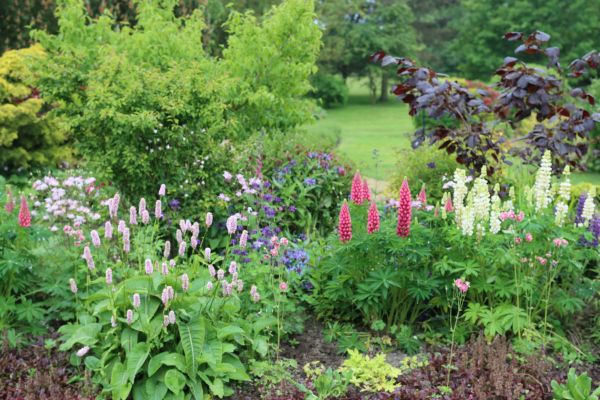 Flower Bed Planting in Los Gatos