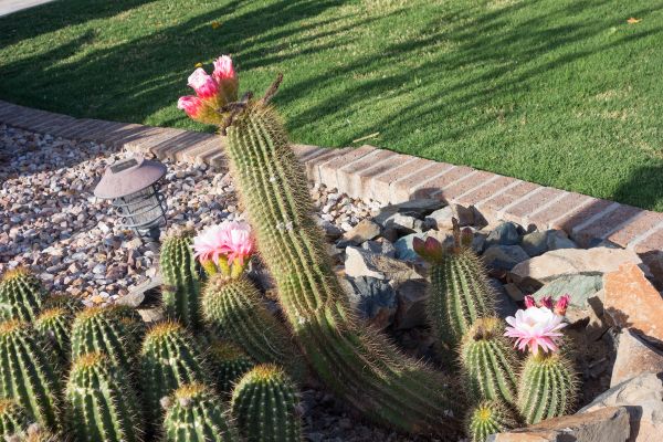 Desert Landscaping in Los Gatos