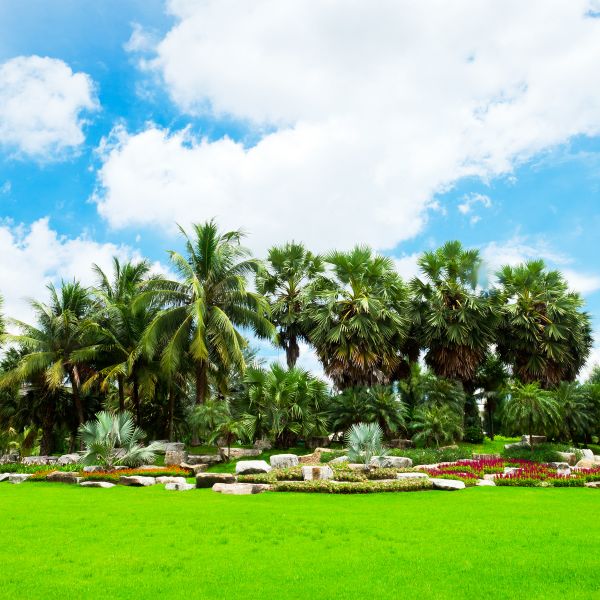 Tropical Landscaping in Los Gatos