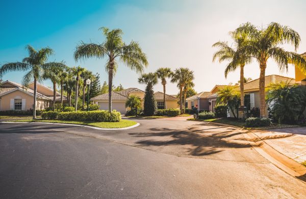 Palm Tree Landscaping in Los Gatos