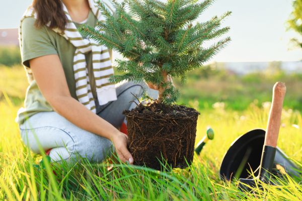 Spruce Tree Planting in Los Gatos