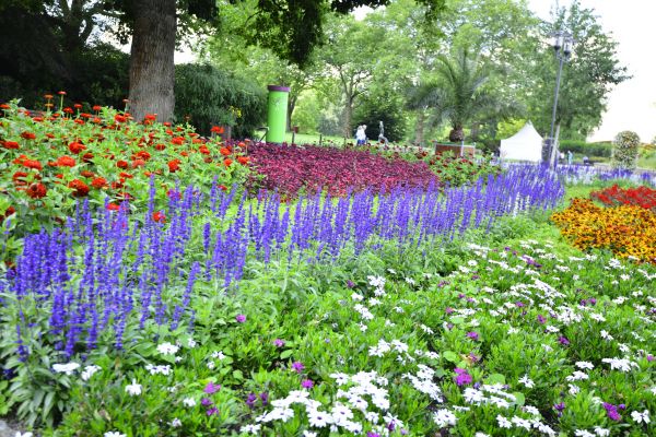 Perennials Planting in Los Gatos