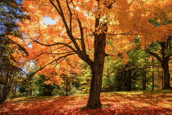 Maple Tree Planting in Los Gatos