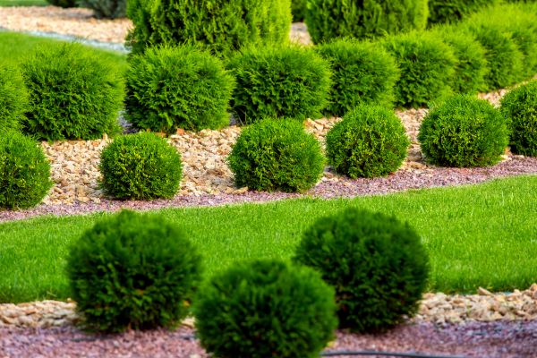 Bush Installation in Los Gatos