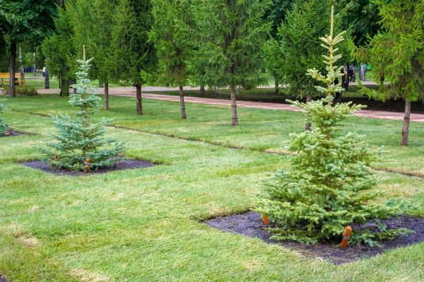 Privacy Trees Planting in Los Gatos