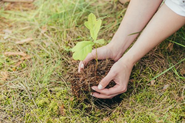 Oak Tree Planting in Los Gatos