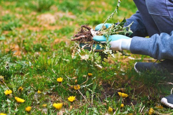 Flower Bed Clearing in Los Gatos