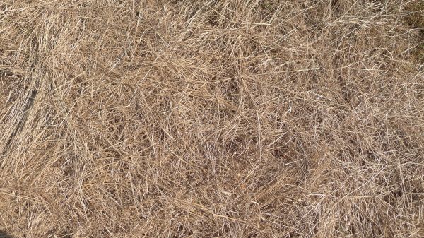 Pine Straw Replacement in Los Gatos