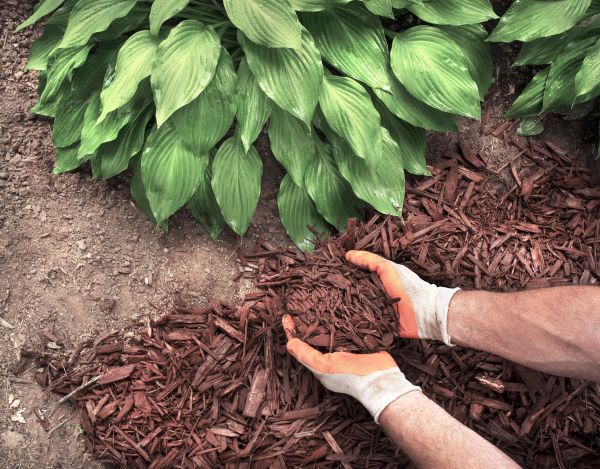Bark Spreading in Los Gatos
