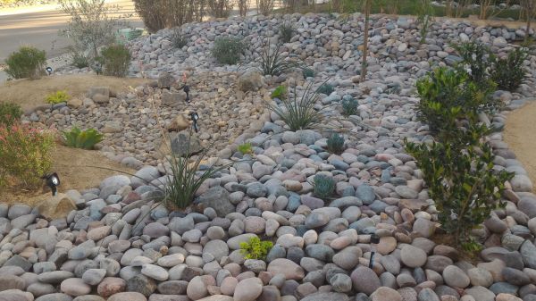 Yard Xeriscaping in Los Gatos