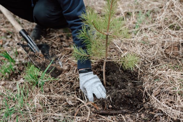 Pine Tree Planting in Los Gatos