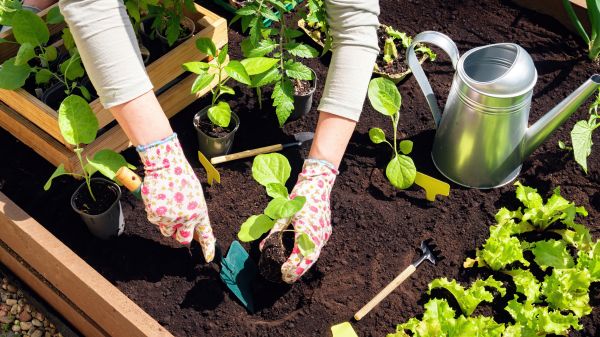 Garden Bed Installation in Los Gatos