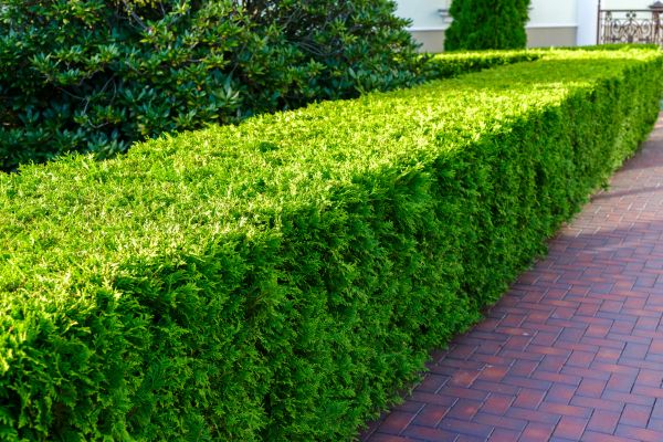 Hedge Installation in Los Gatos