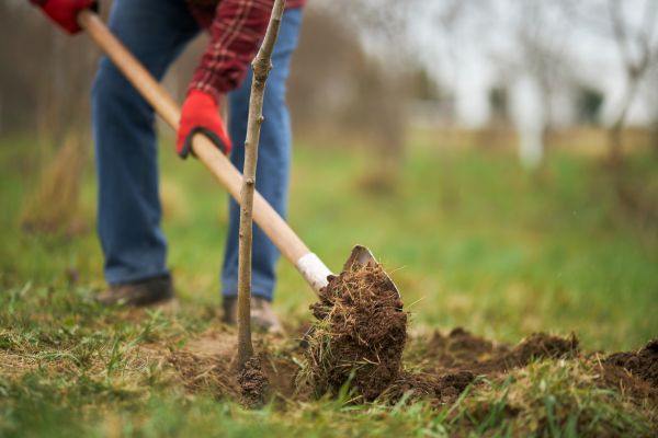 Trees Planting in Los Gatos