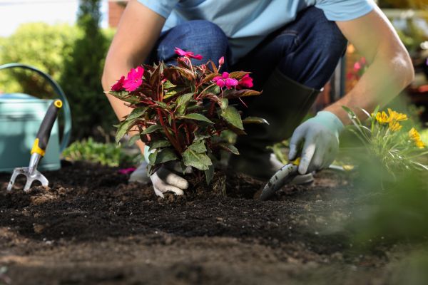 Plant Replacement in Los Gatos