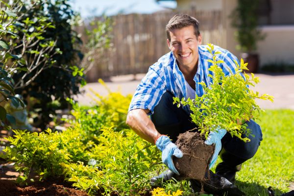 Shrub Landscaping in Los Gatos