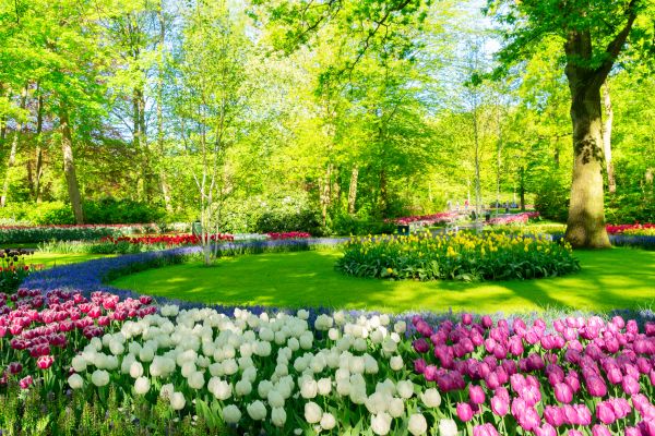 Flower Landscaping in Los Gatos