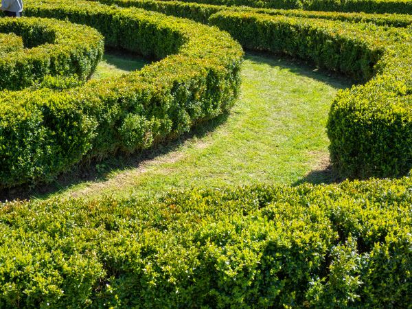 Bush Landscaping in Los Gatos
