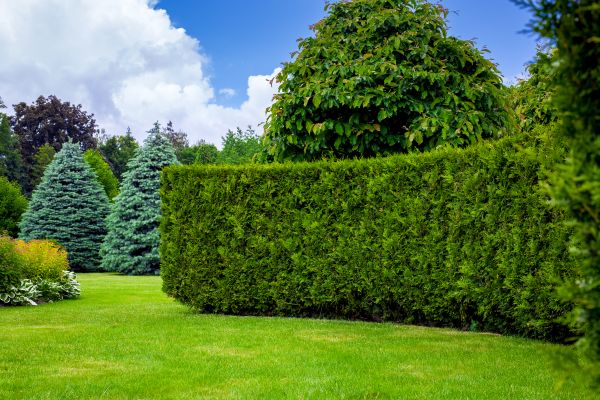 Hedge Landscaping in Los Gatos