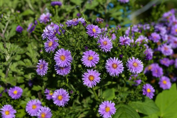 Perennial Flower Planting in Los Gatos