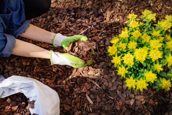 Plant Bed Mulching in Los Gatos