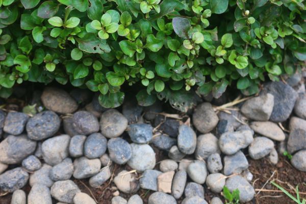River Stone Installation in Los Gatos