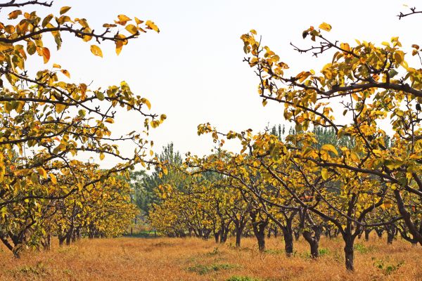 Pear Tree Planting in Los Gatos