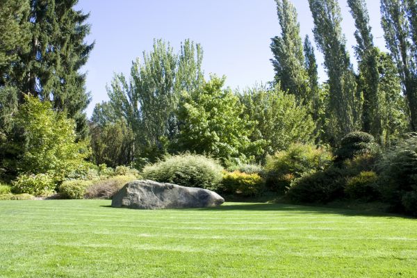 Yard Enlargement in Los Gatos