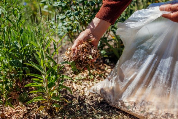 Wood Mulch Installation in Los Gatos