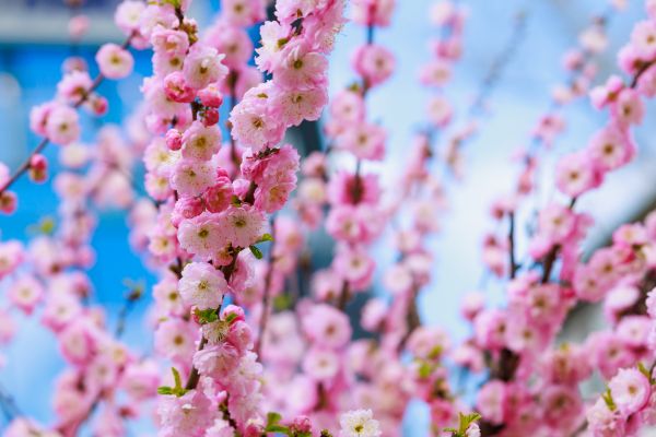 Japanese Cherry Tree Planting in Los Gatos